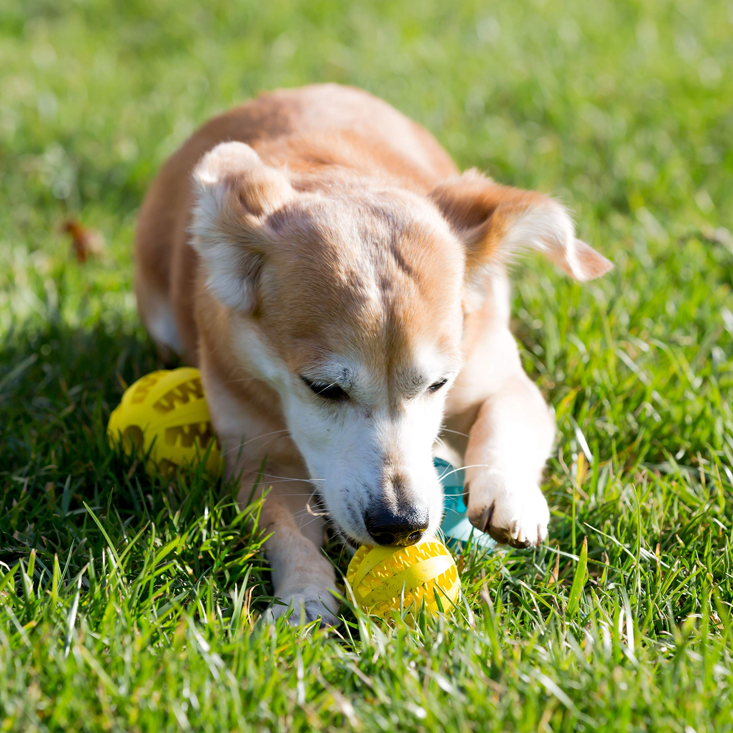 2.5” Squeaky Dog Balls for Small Dogs - Interactive Teething Chew Toys for Clean Teeth and Training