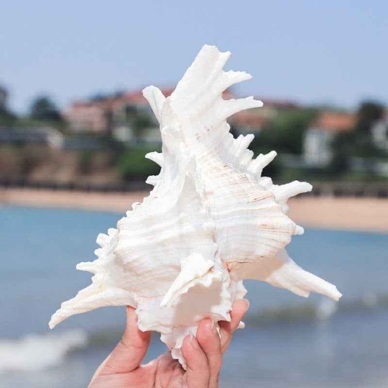 Natural Conch Shell Aquarium Decor Large Fish Tank Hideout