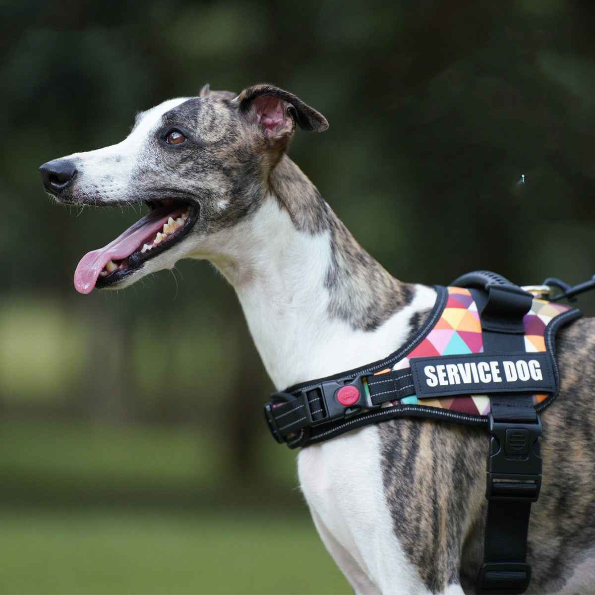 Night Reflective Pet Clothes for Enhanced Safety and Style