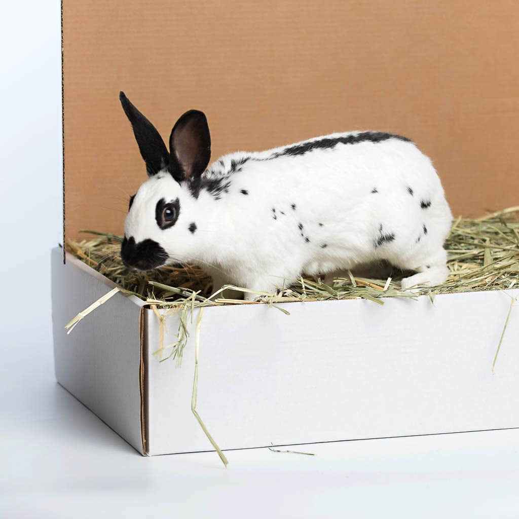 Oat Hay Pet Food - Nutritious 20 Lb. Option for Healthy Pets
