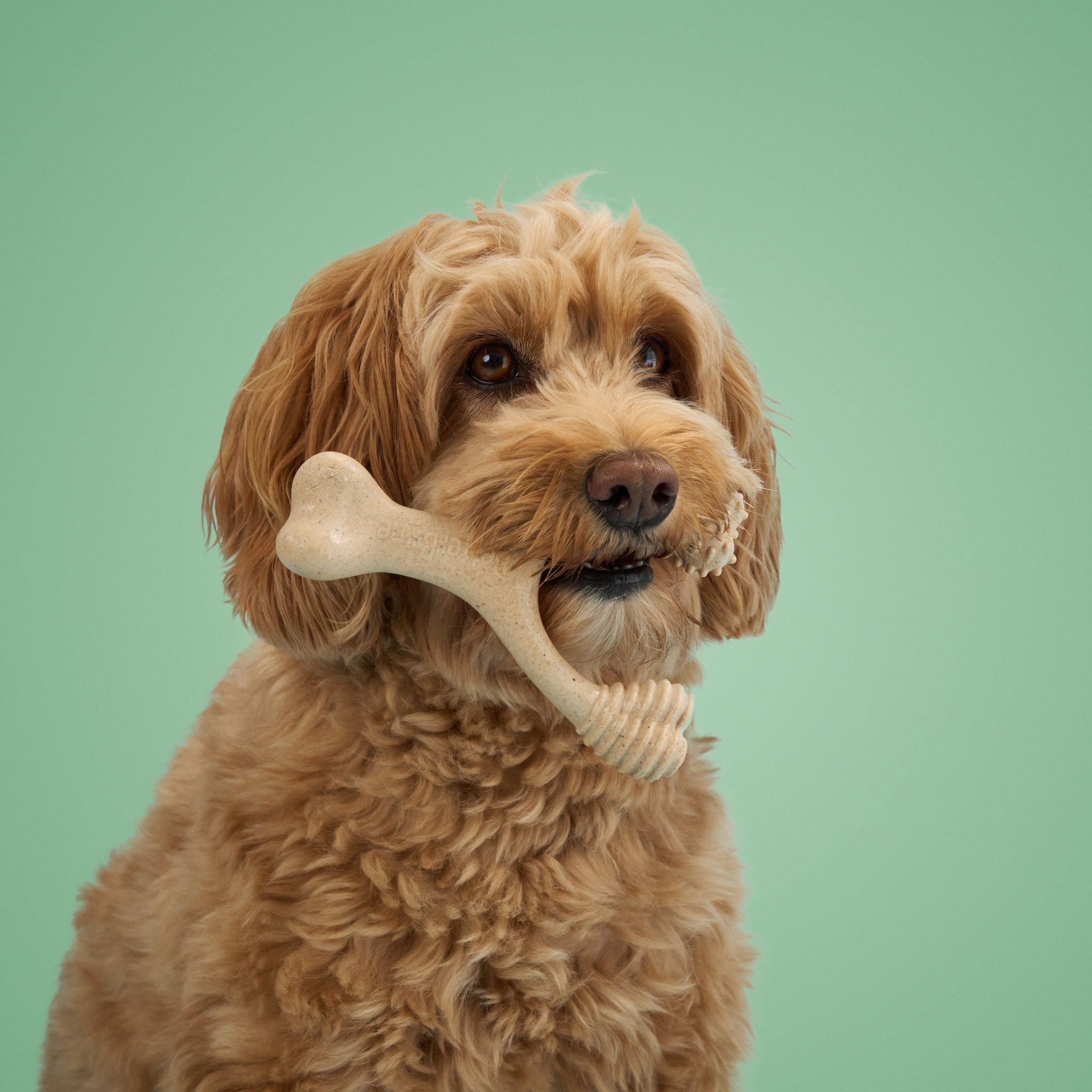 BetterBone MODERATE Chew Toy - Priscilla's Pet Paradise