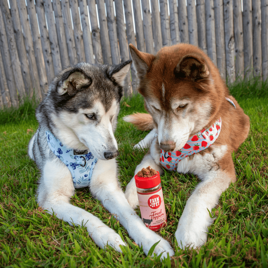 Treat Topper Beef Dog Food Topper | Powdered Meal Topper for Pets - Priscilla's Pet Paradise