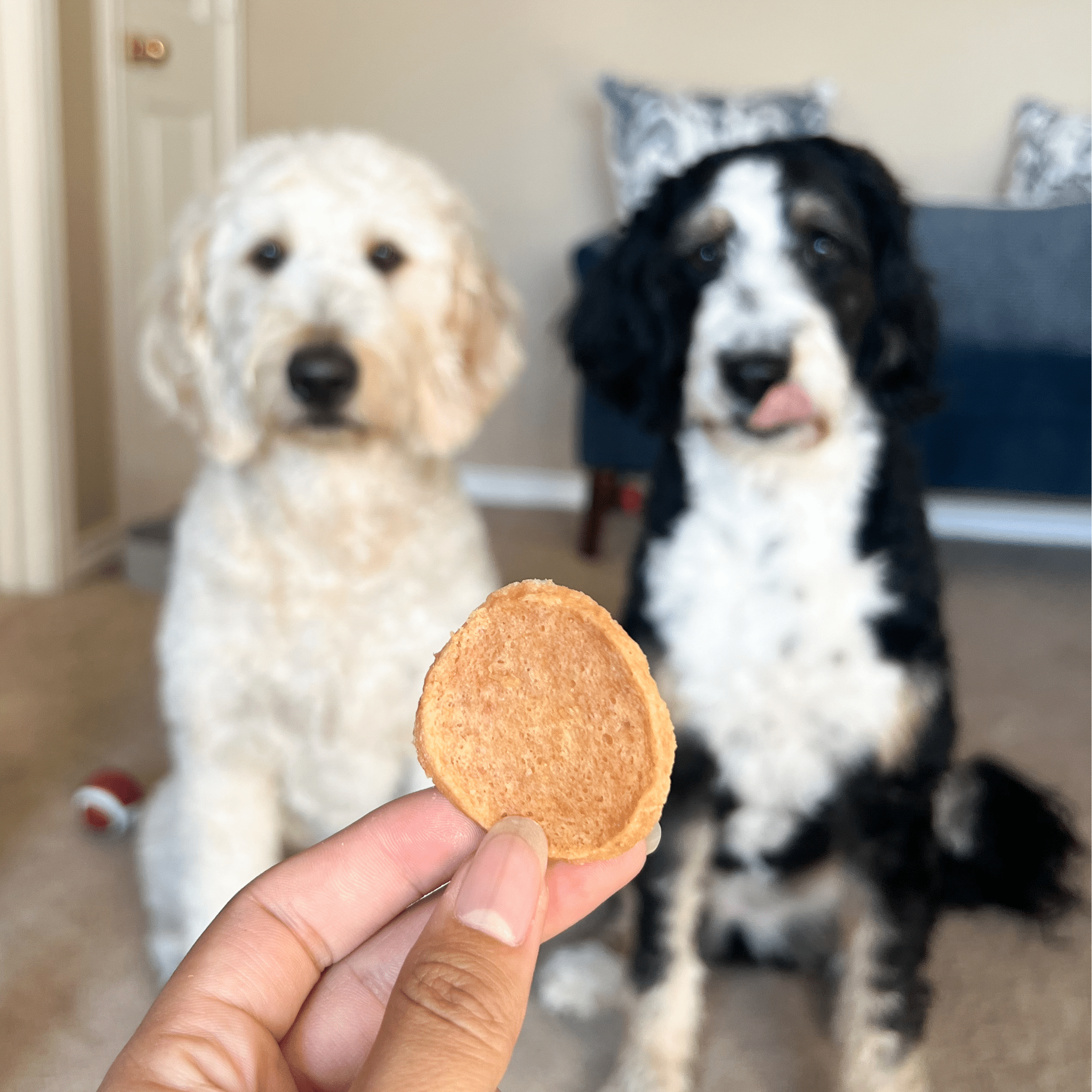 Chicken Chips for Dogs | All-Natural Single-Ingredient Dog Treats - Priscilla's Pet Paradise