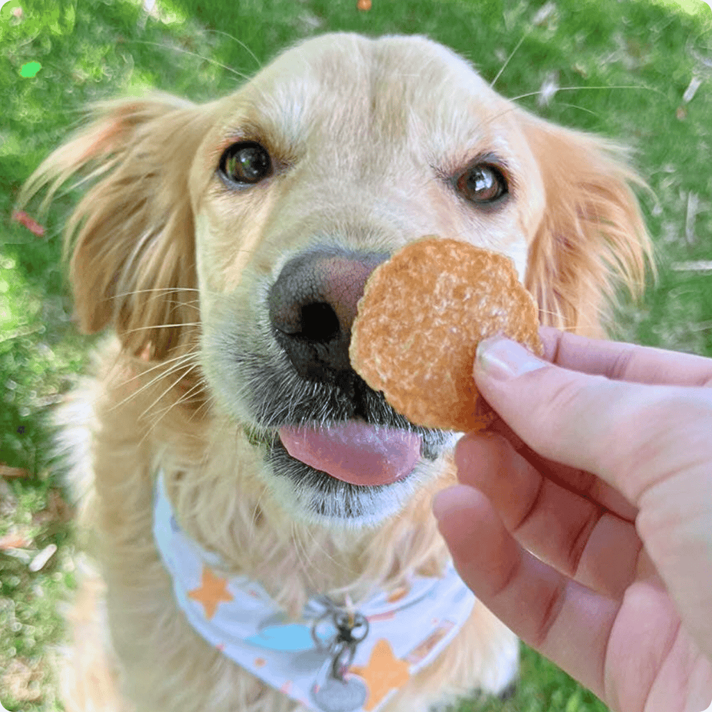 Chicken Chips for Dogs | All-Natural Single-Ingredient Dog Treats - Priscilla's Pet Paradise