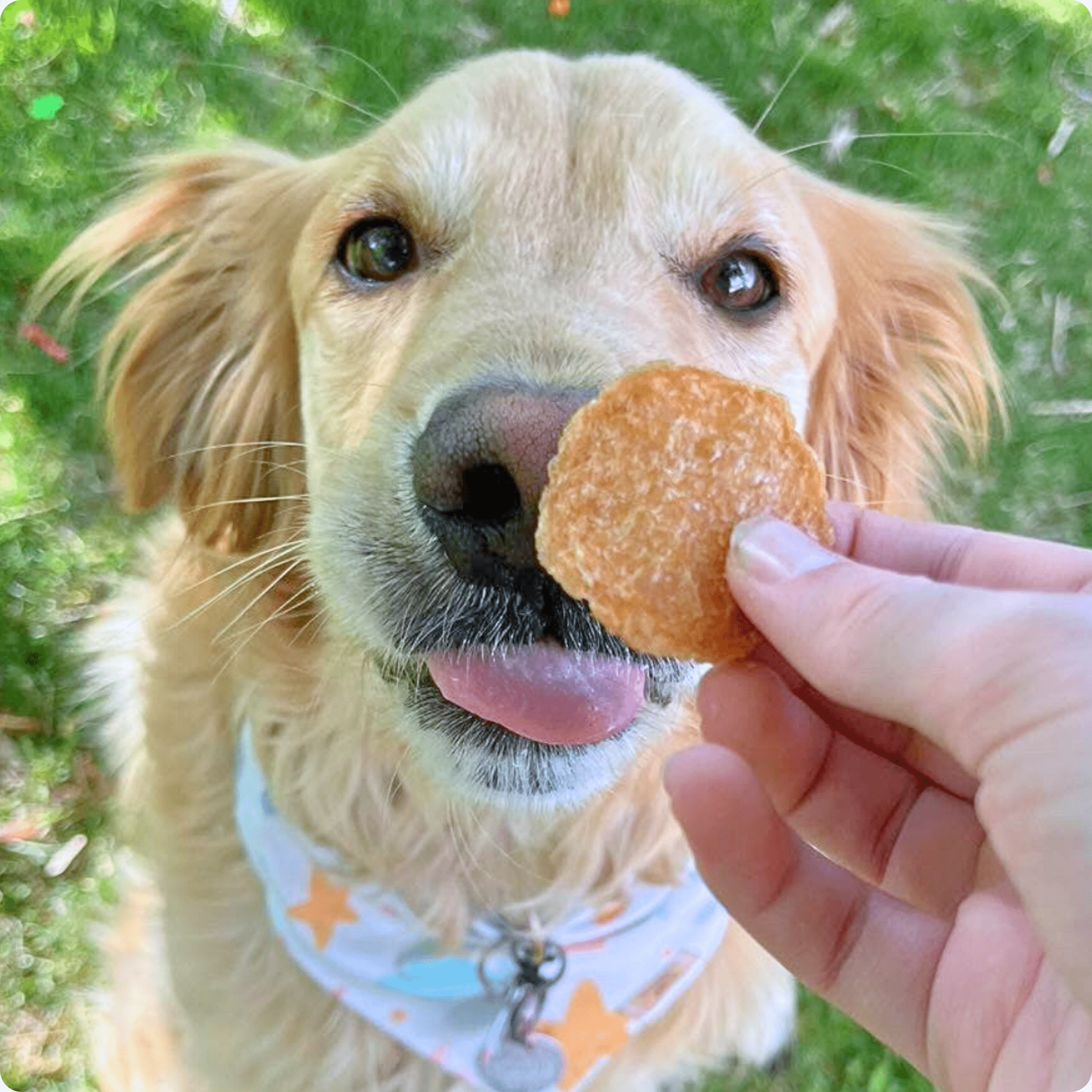 Chicken Chips for Dogs | All-Natural Single-Ingredient Dog Treats - Priscilla's Pet Paradise