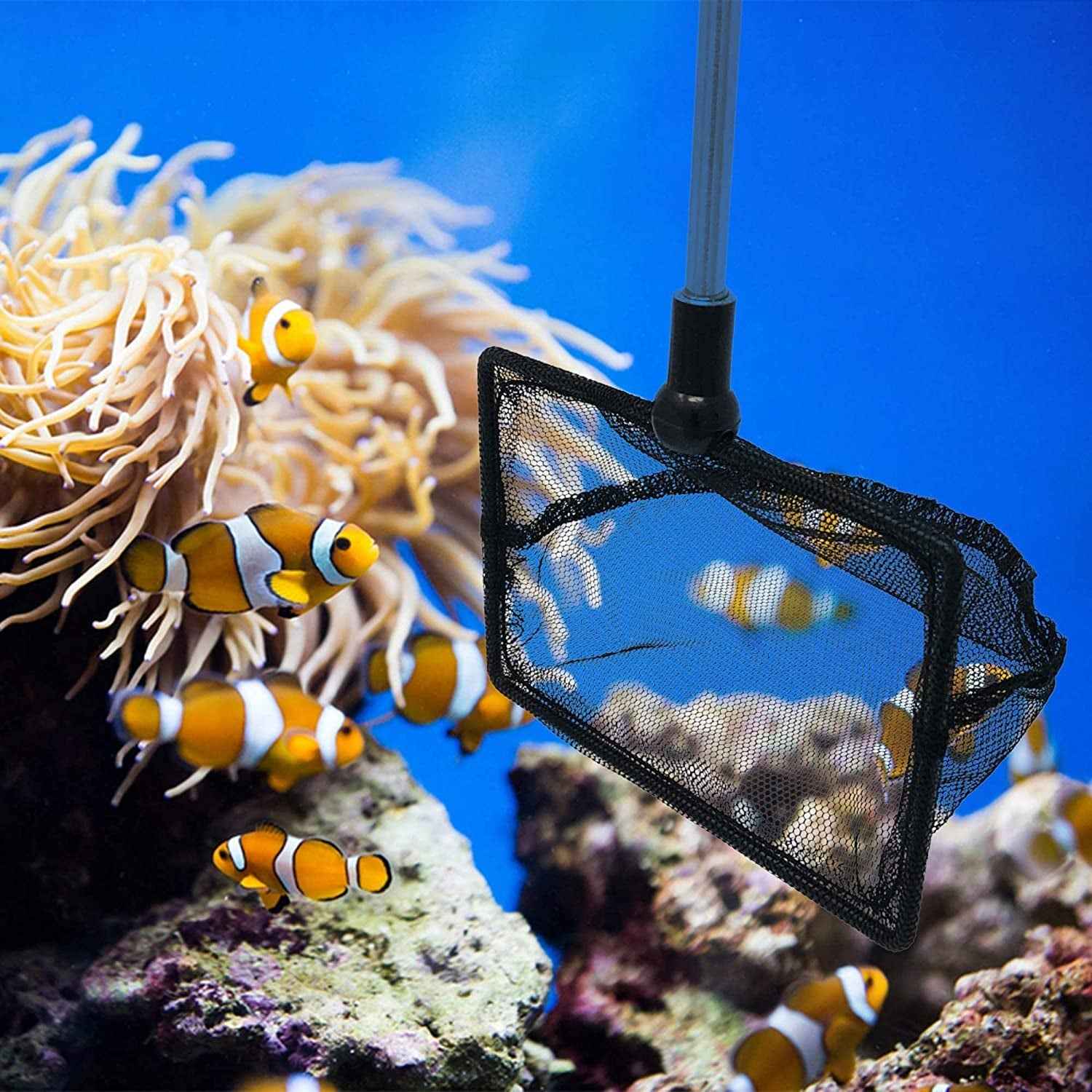 2.5 Inch Fish Net for Fish Tank - Ideal Aquarium Catching Tool