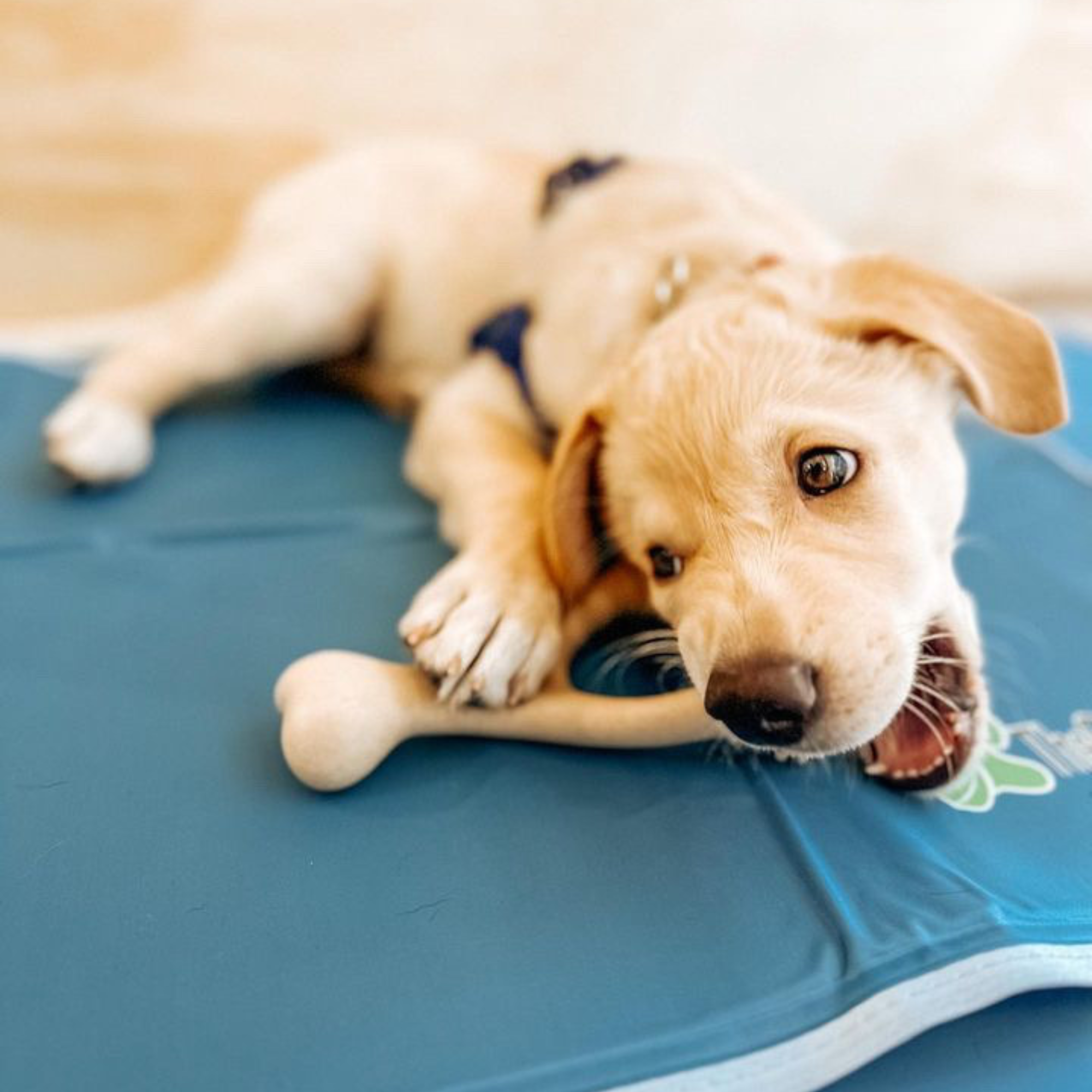BetterBone Chew Toy LIGHT - Durable and Safe Chewing Fun for Dogs