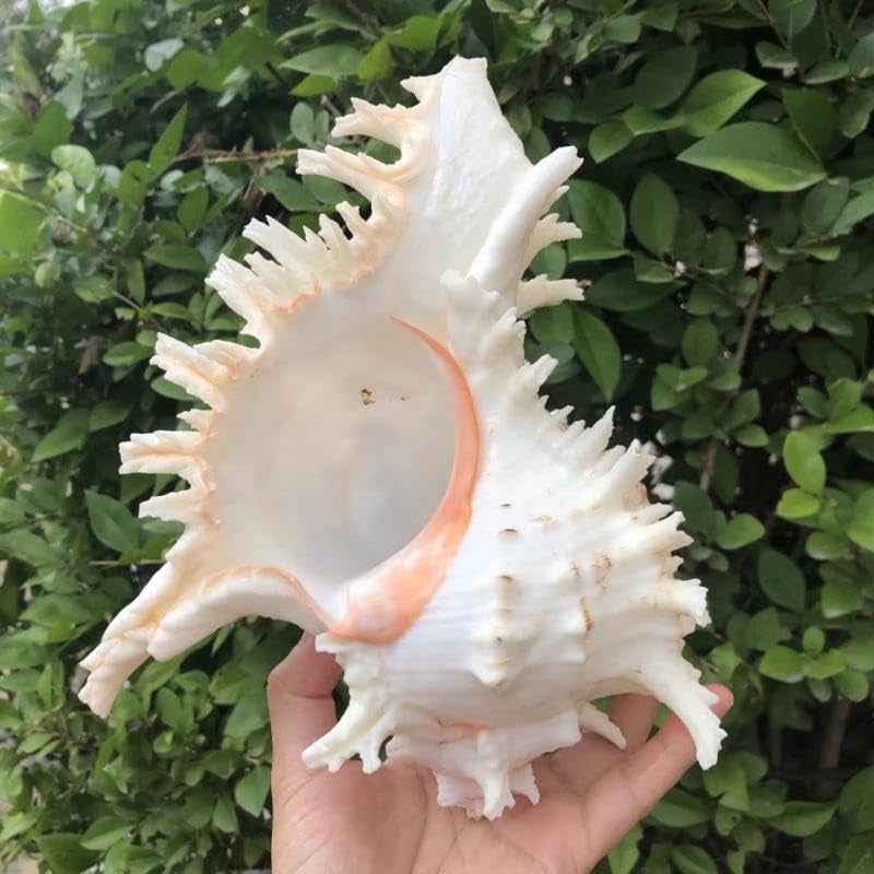 Natural Conch Shell Aquarium Decor Large Fish Tank Hideout