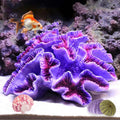Aquarium Coral Decor Artificial Fish Tank Ornament Colorful Resin - Priscilla's Pet Paradise